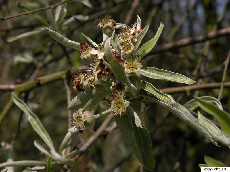 Pyrus salicifolia Pall. 'Pendula'