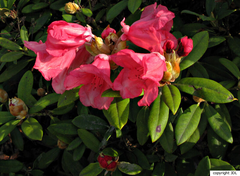 Rhododendron 'Shrimp Girl' (R. yakushimanum × R. 'Fabia Tangerine')