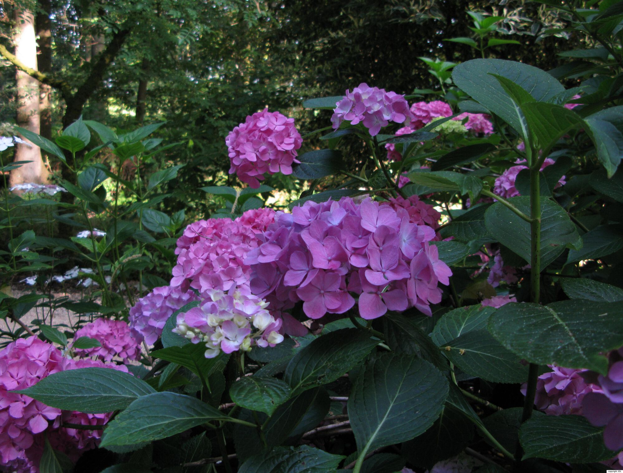 Hydrangea macrophylla (Thunb.) Ser. 'Horben'