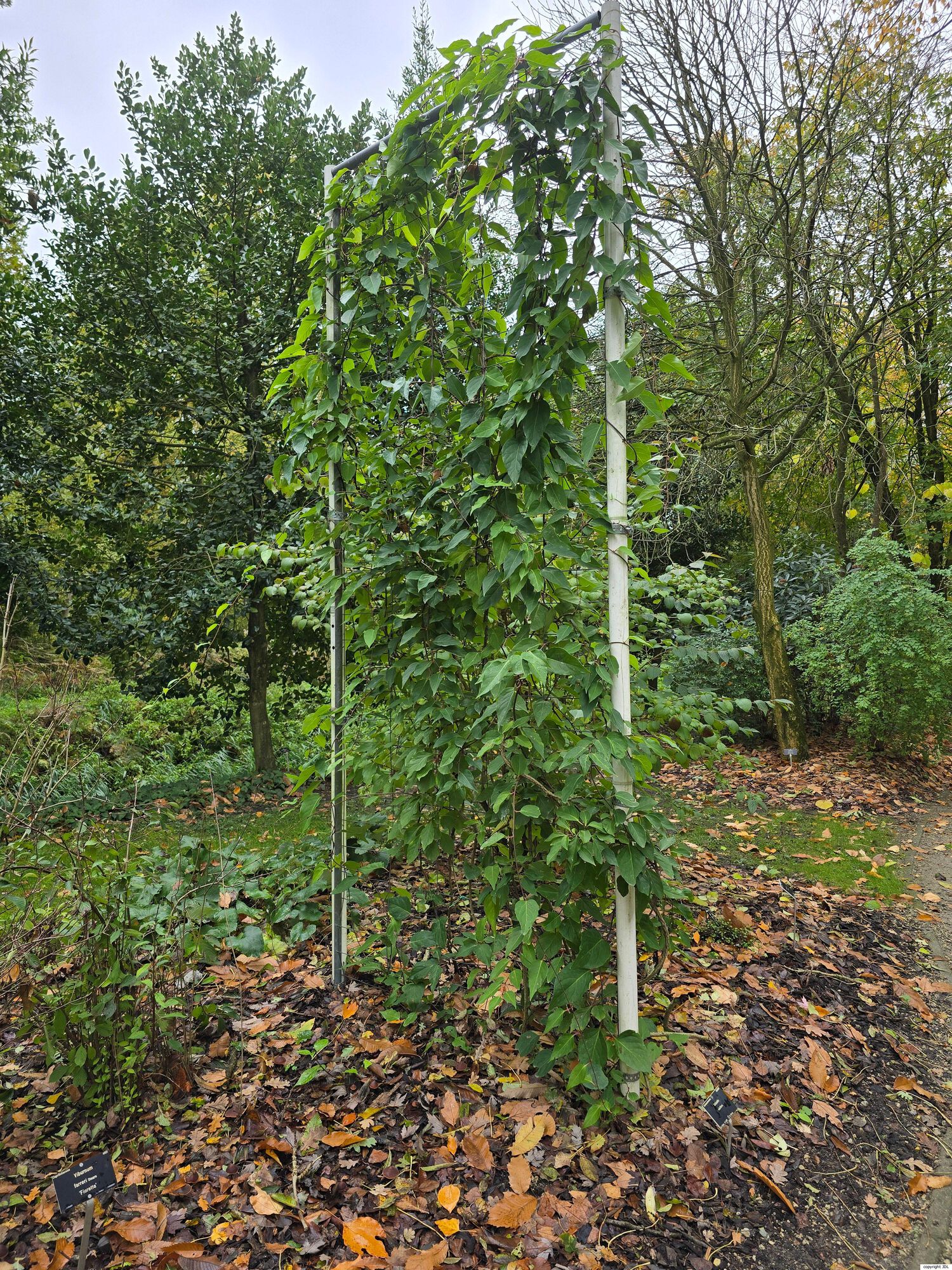 Schisandra rubriflora (Franch.) Rehder & E.H.Wilson