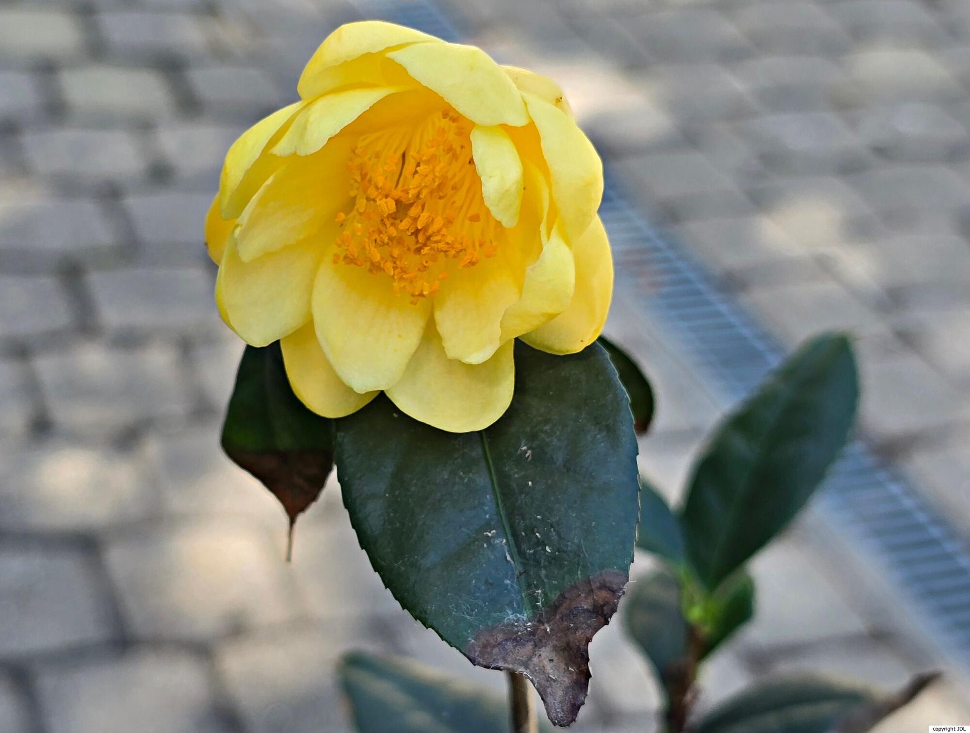 Camellia chuongtsoensis S.Y.Liang & L.D.Huang