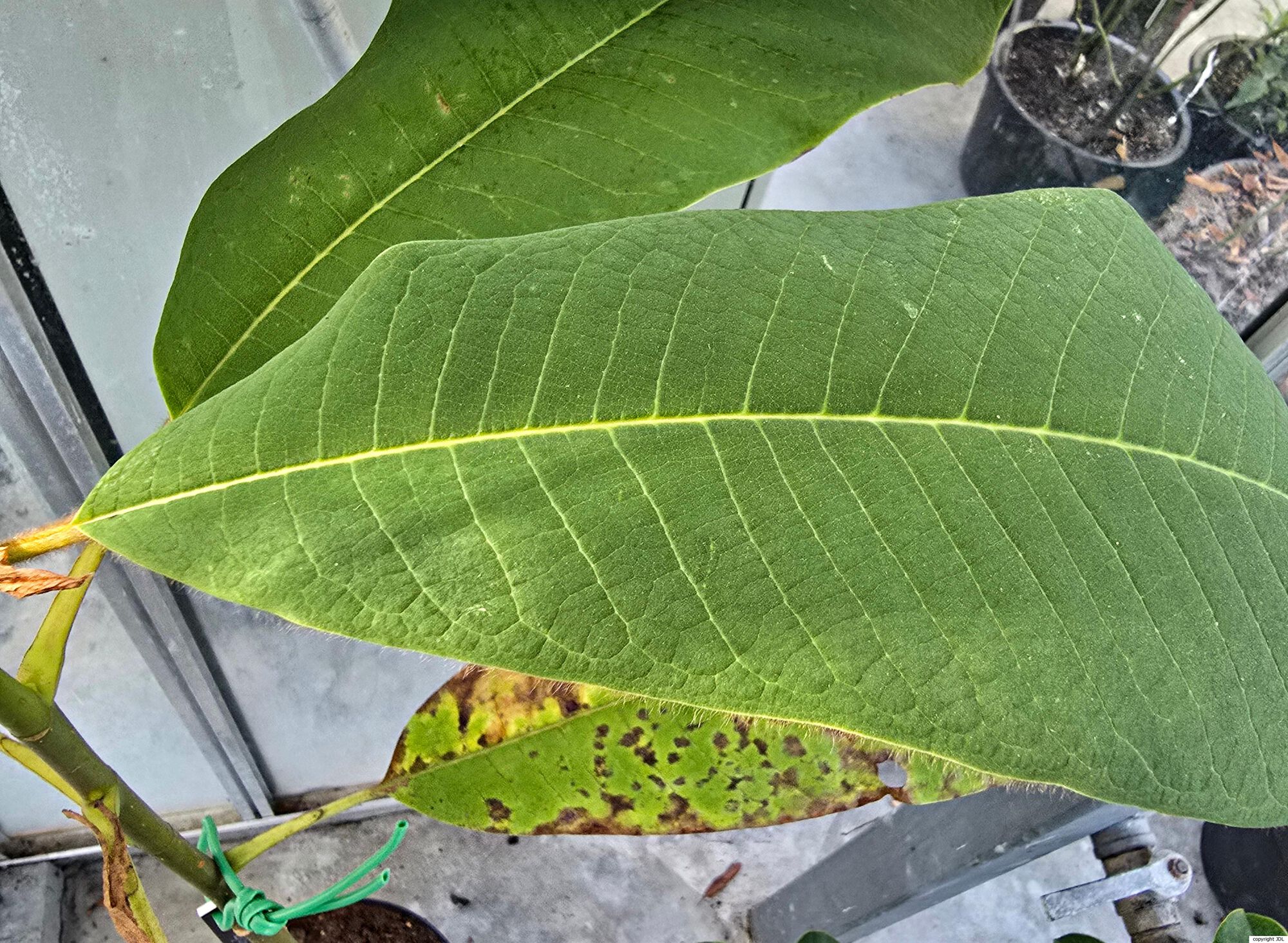 Magnolia rostrata W.W.Sm.