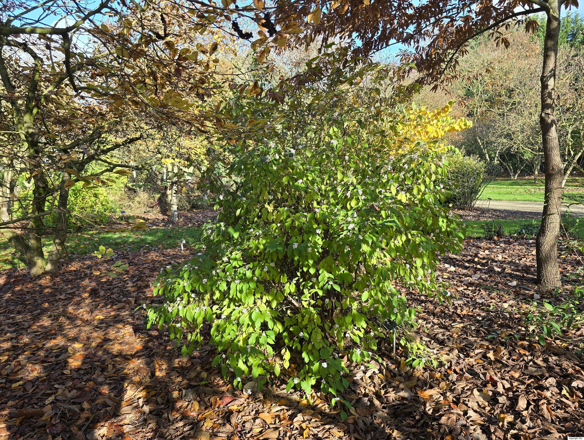 Viburnum farreri Stearn 'December Dwarf'