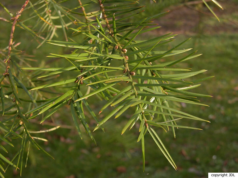 Torreya californica Torr.