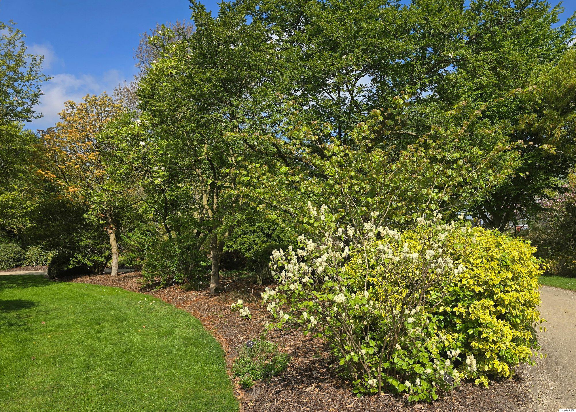 Fothergilla major Lodd.