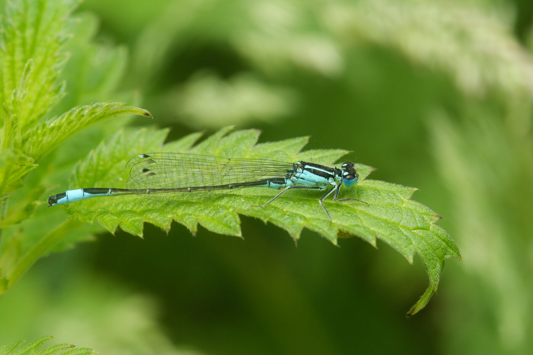 Ischnura elegans (Vander Linden, 1820)