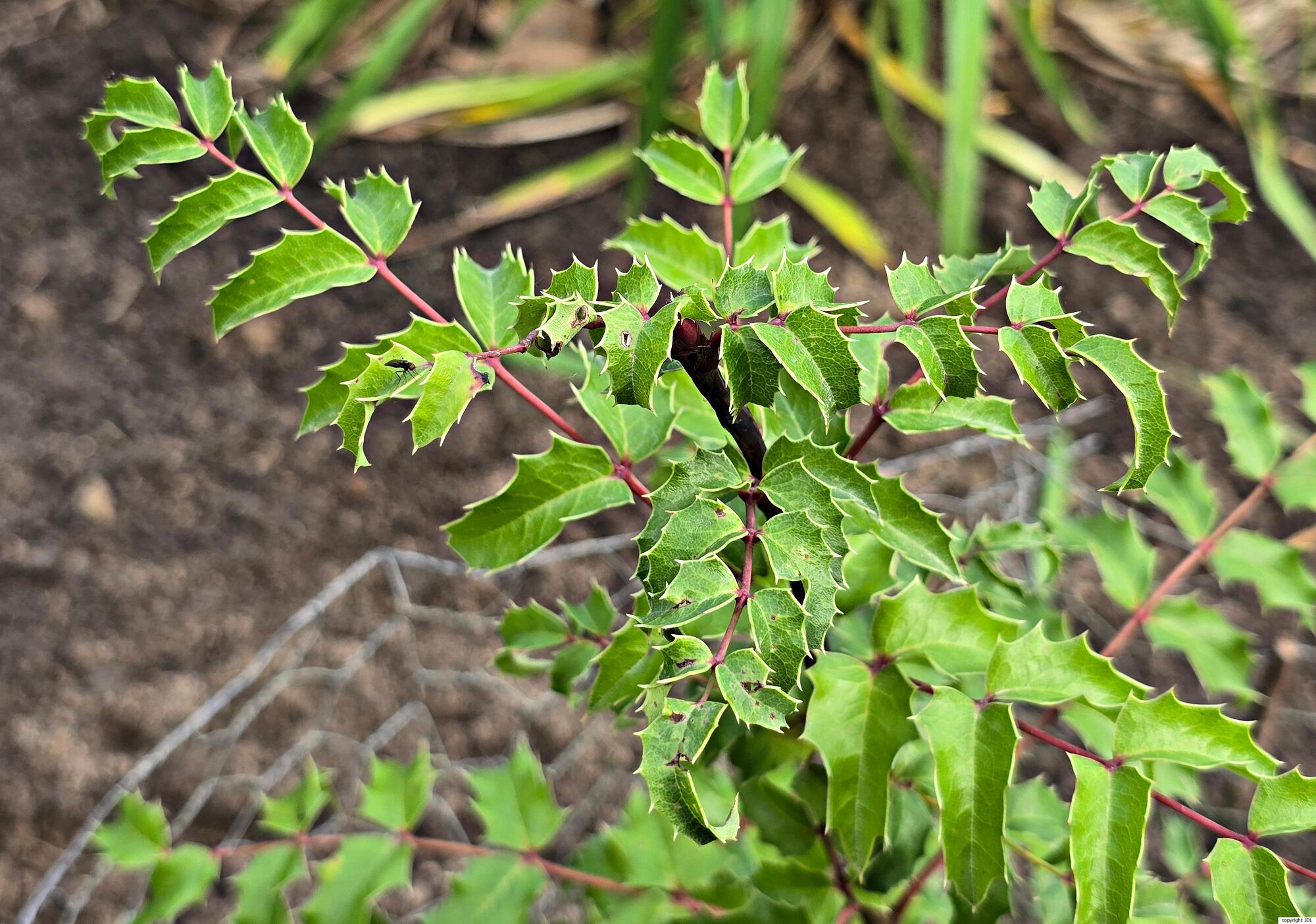 Mahonia moranensis (Hebenstr. & Ludw. ex Schult. & Schult.f.) I.M.Johnst.