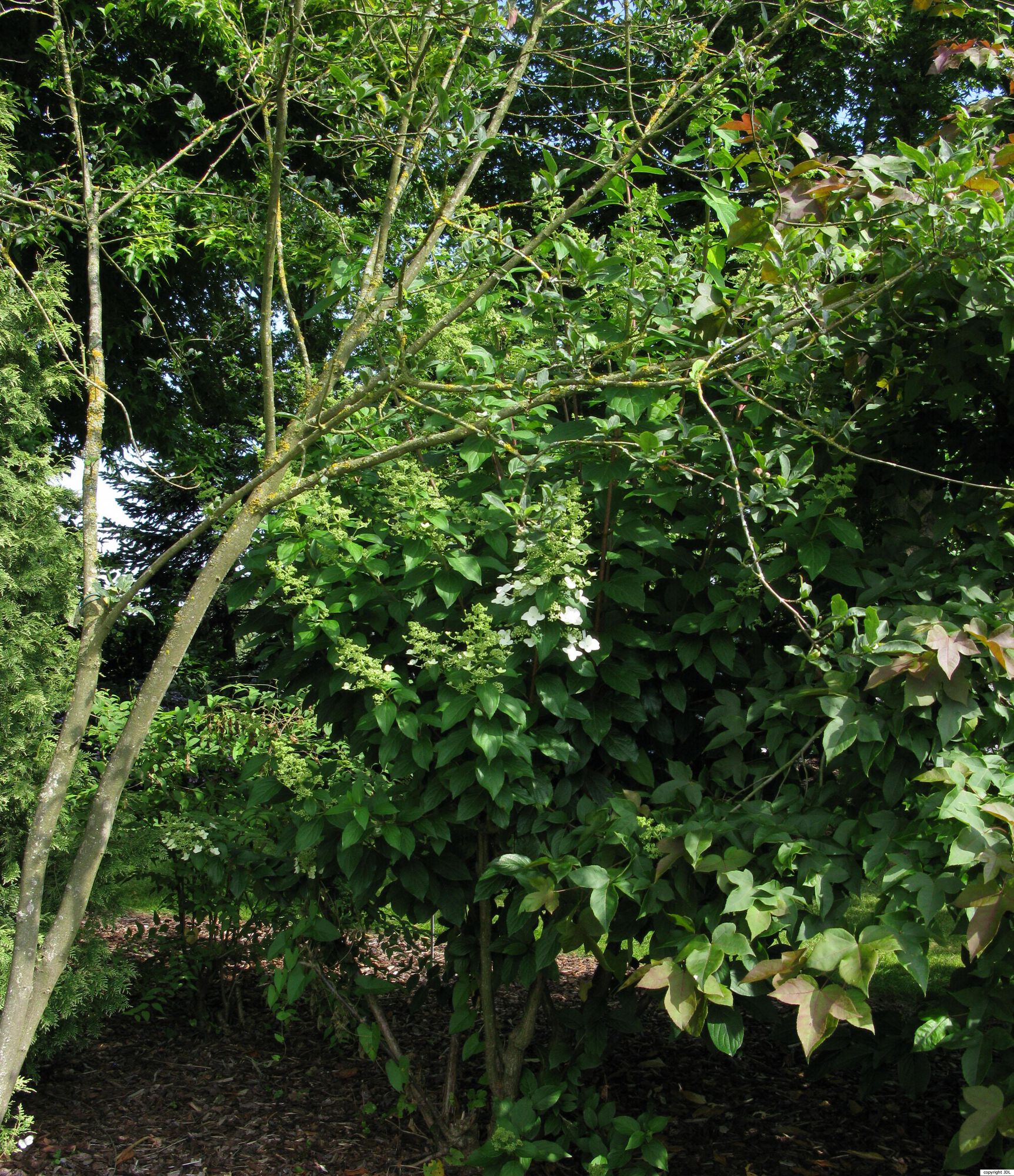Hydrangea paniculata Siebold