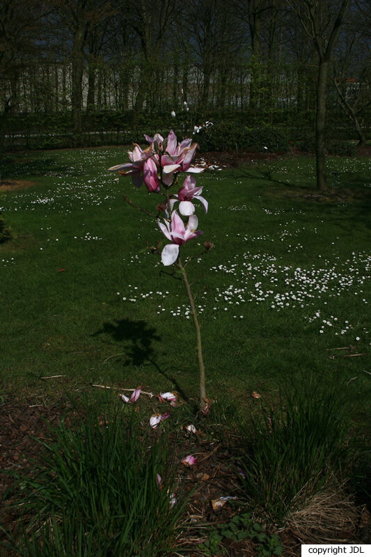 Magnolia 'Philip Tregunna' (M.sargentiana var. robusta × M.campbellii)