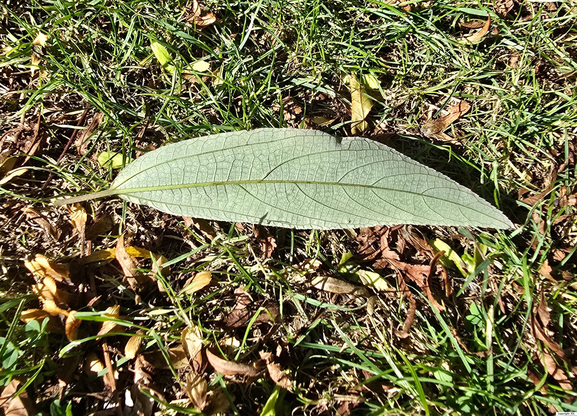 Debregeasia longifolia (Burm.f.) Wedd.