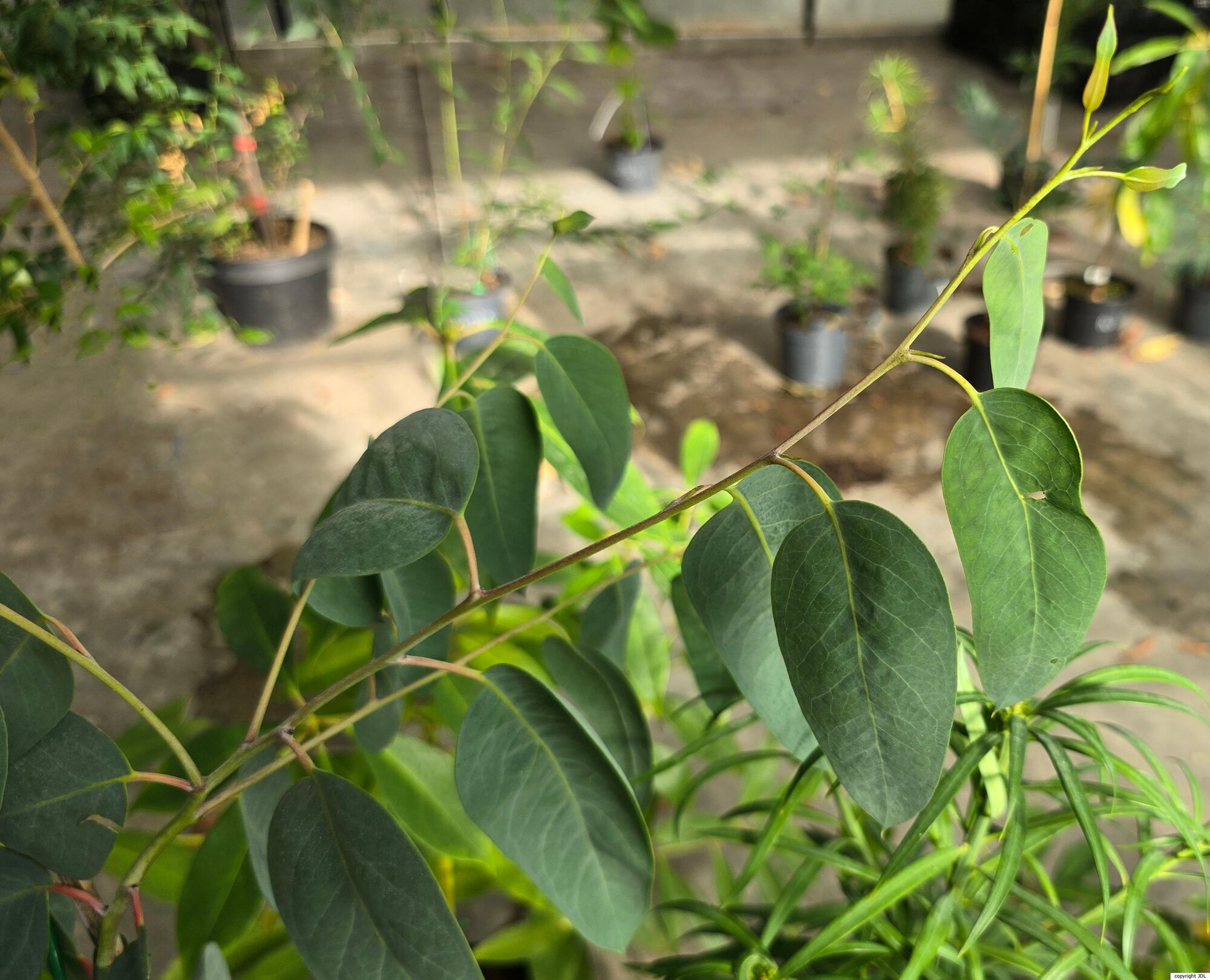 Eucalyptus delegatensis R.T.Baker