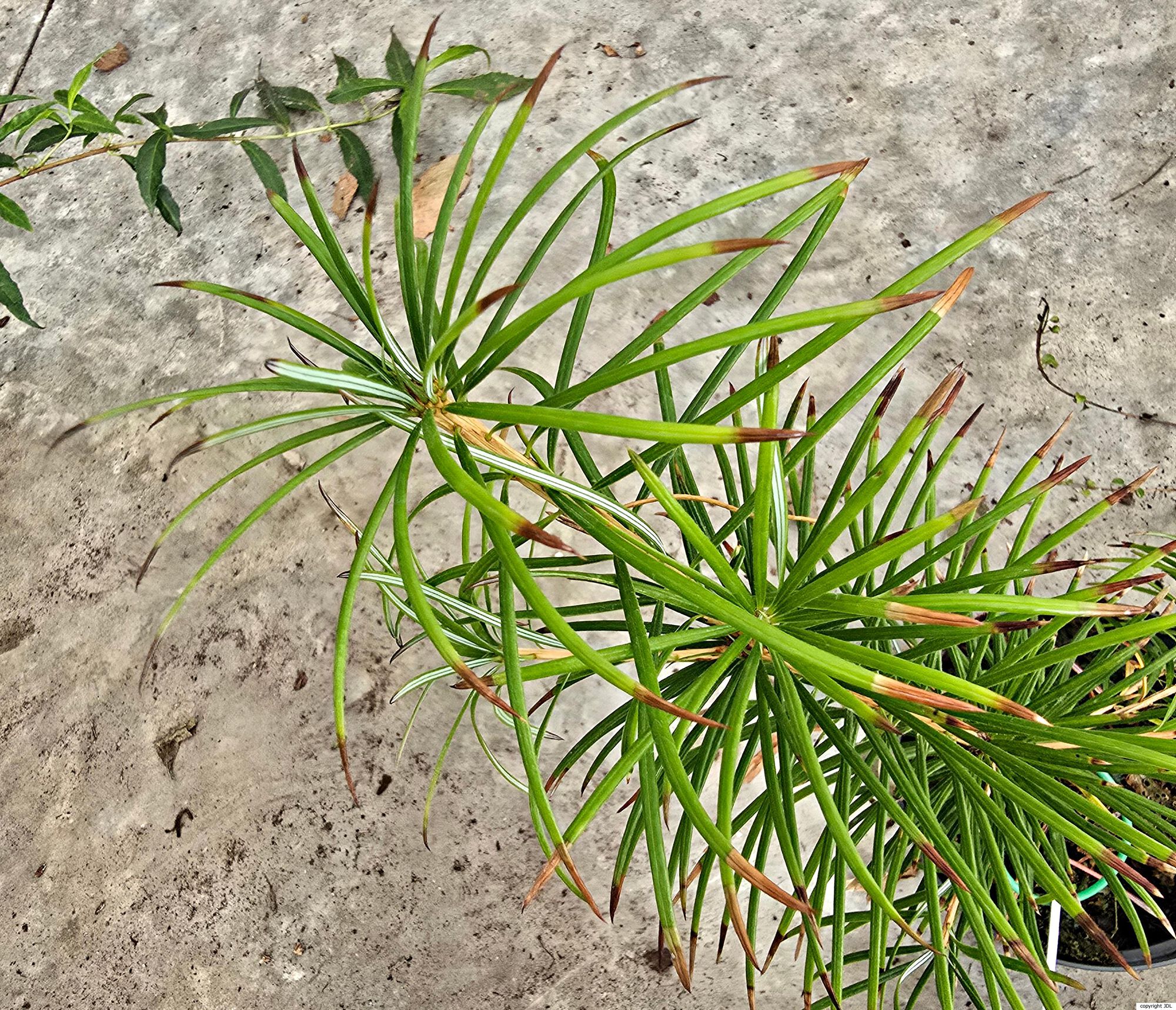 Cathaya argyrophylla Chun & Kuang