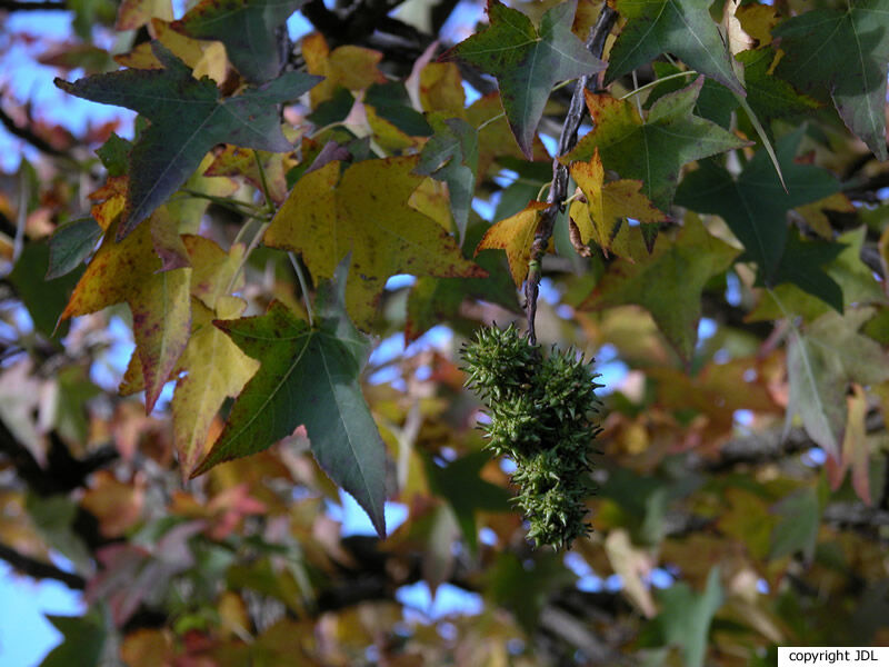 Liquidambar styraciflua L. 'Pendula'