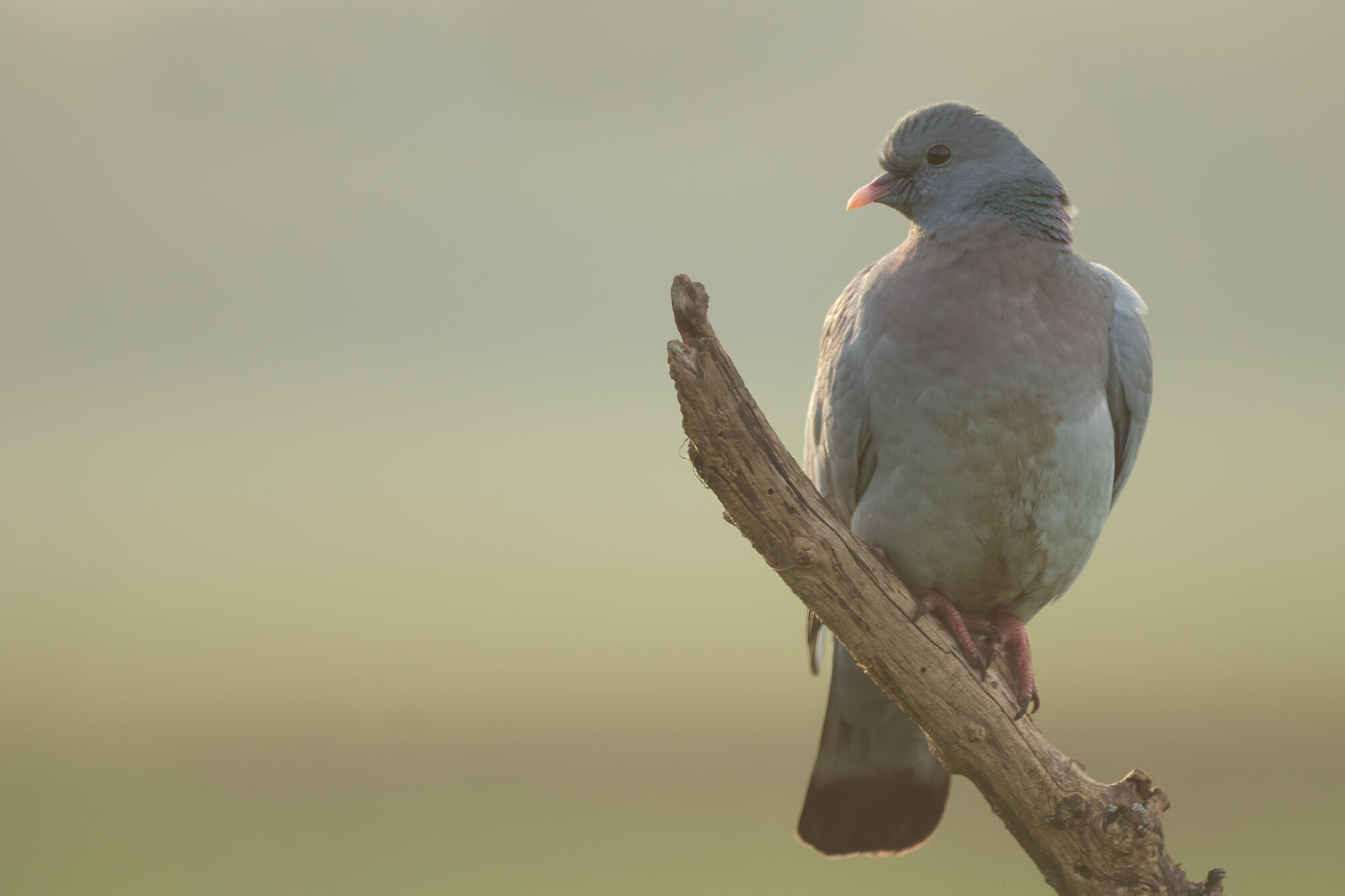 Columba oenas Linnaeus, 1758
