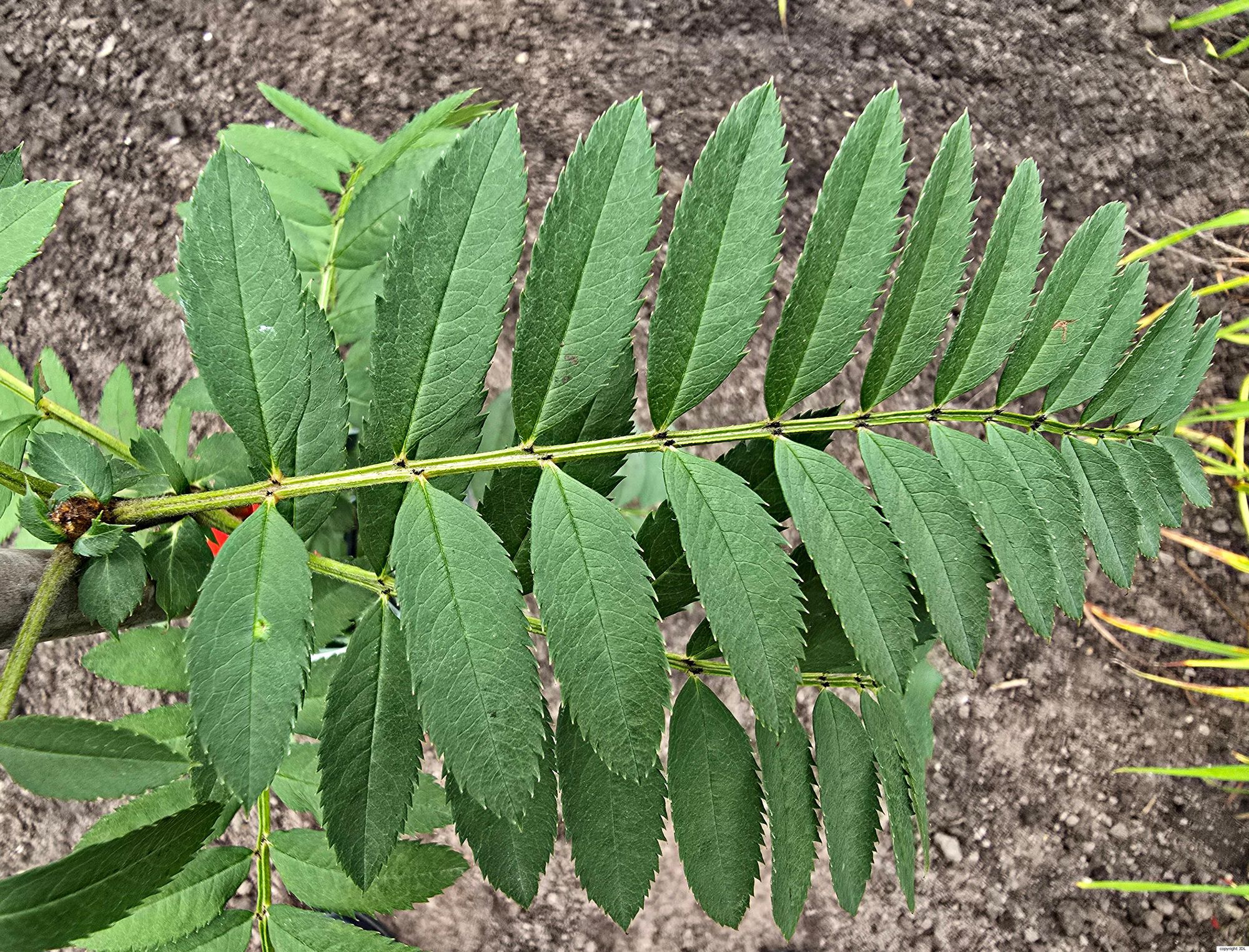 Sorbus rutilans McAll.