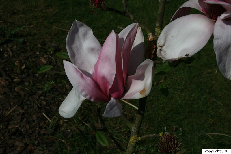 Magnolia 'Philip Tregunna' (M.sargentiana var. robusta × M.campbellii)