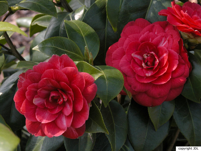 Camellia japonica L. 'Commensa' [Belg]