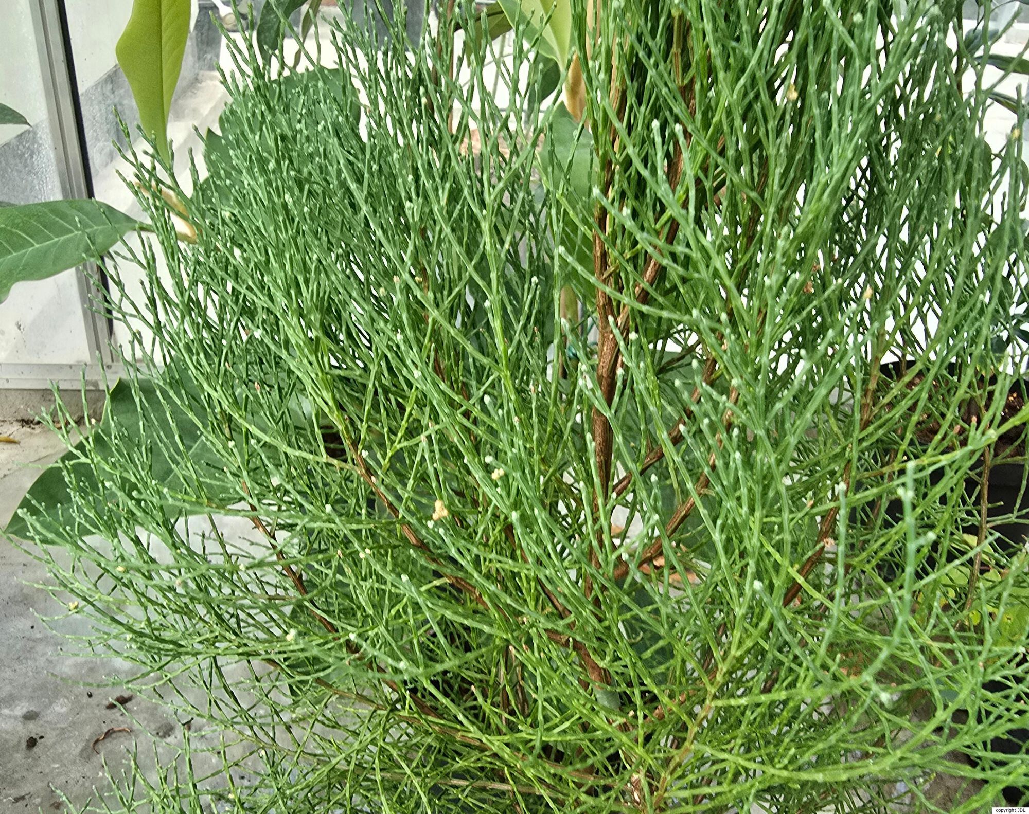 Callitris oblonga Rich.