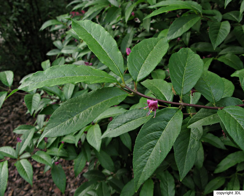 Lonicera maximowiczii (Rupr.) Maxim. var. sachalinensis Fr.Schmidt