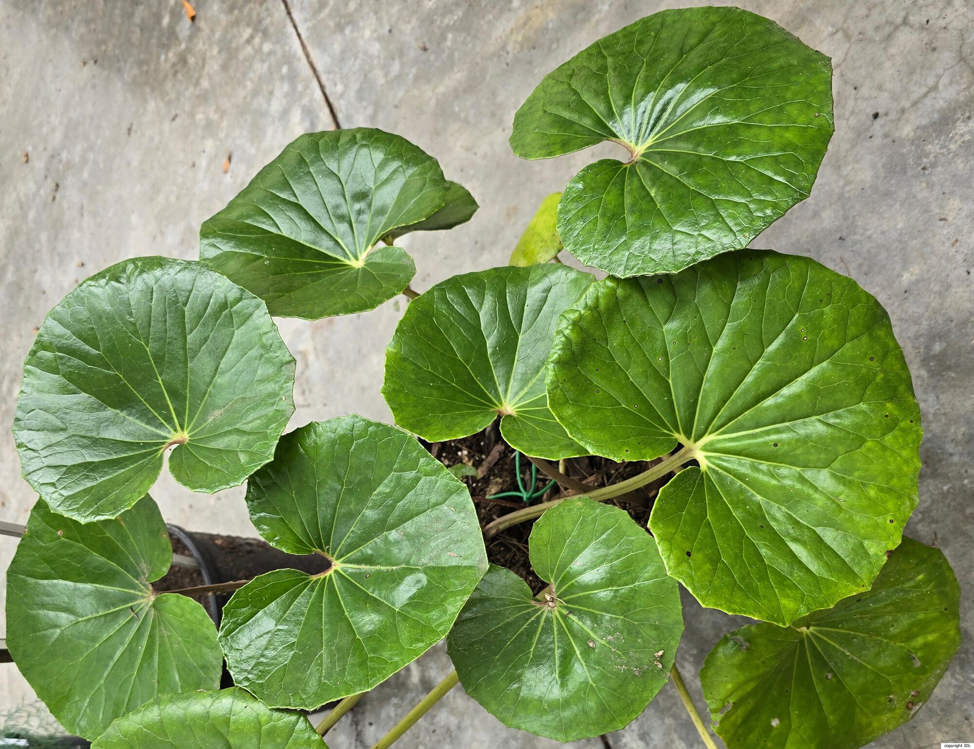 Farfugium japonicum (L.) Kitam.