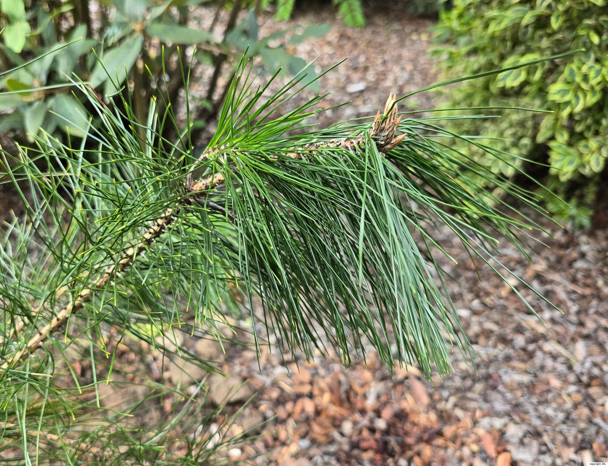 Pinus hwangshanensis W.Y.Hsia
