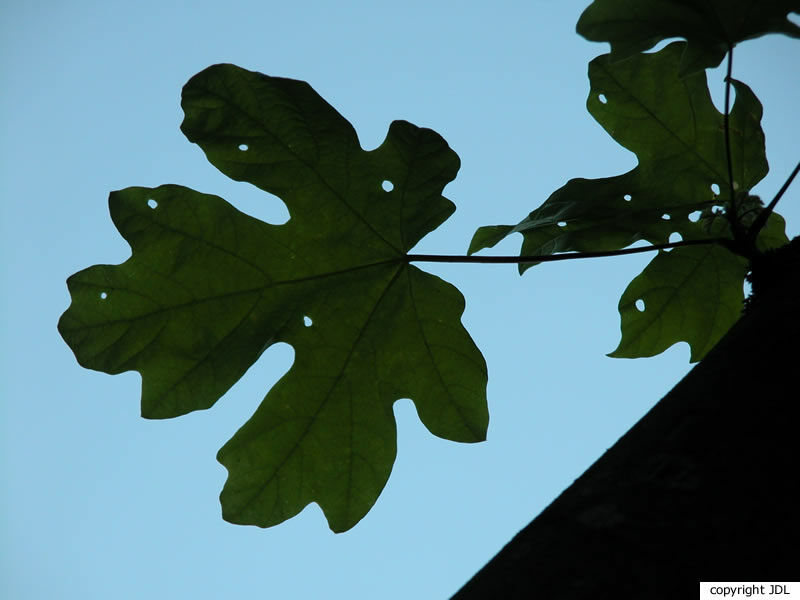 Acer macrophyllum Pursh