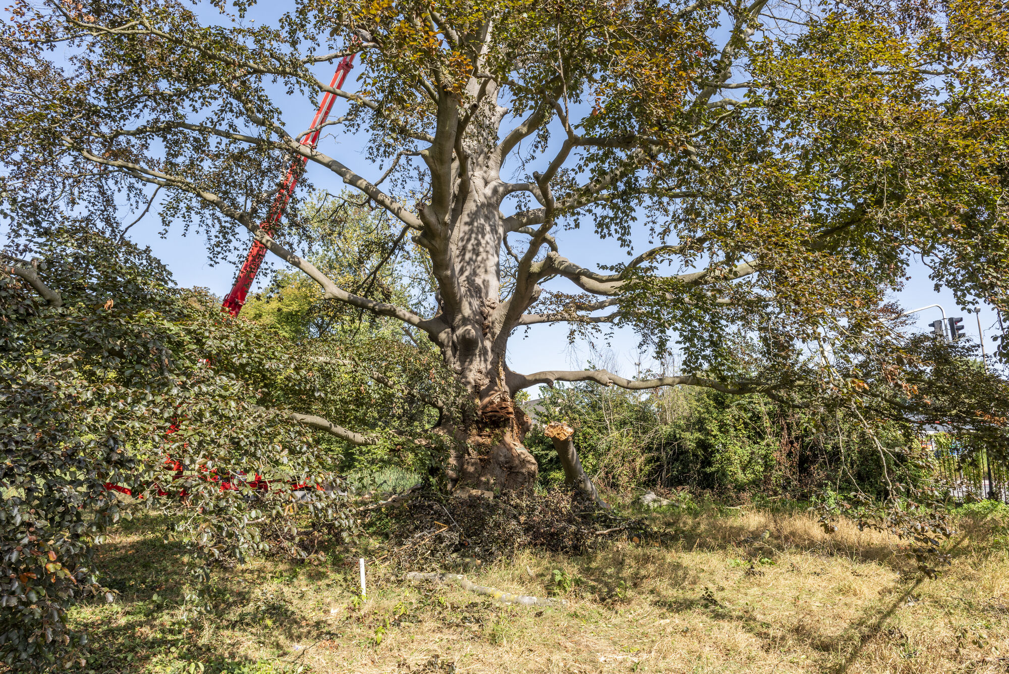 20200917 - entenproject solitaire bruine beuk 12.jpg