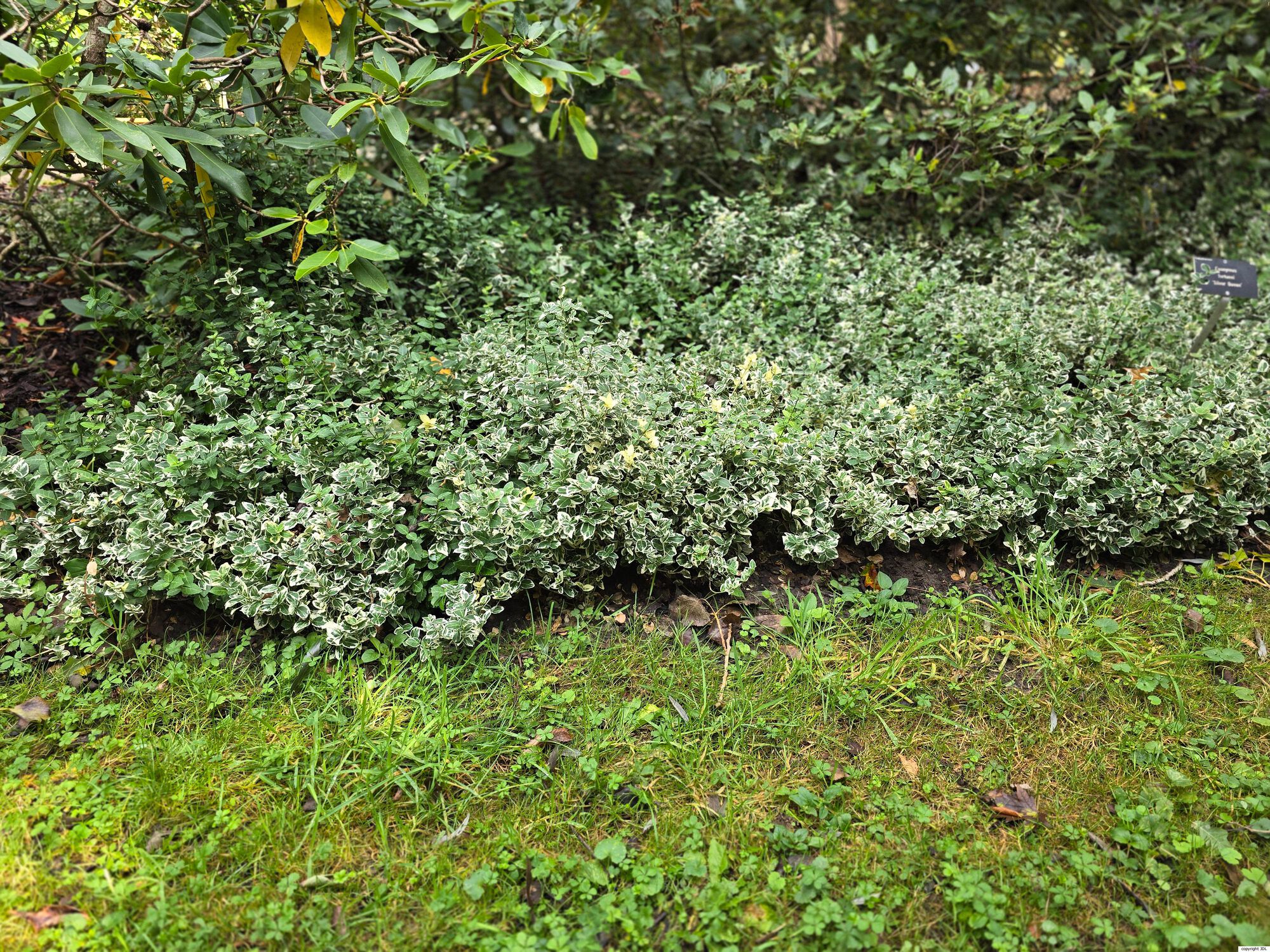 Euonymus fortunei (Turcz.) Hand.-Mazz. 'Silver Queen'