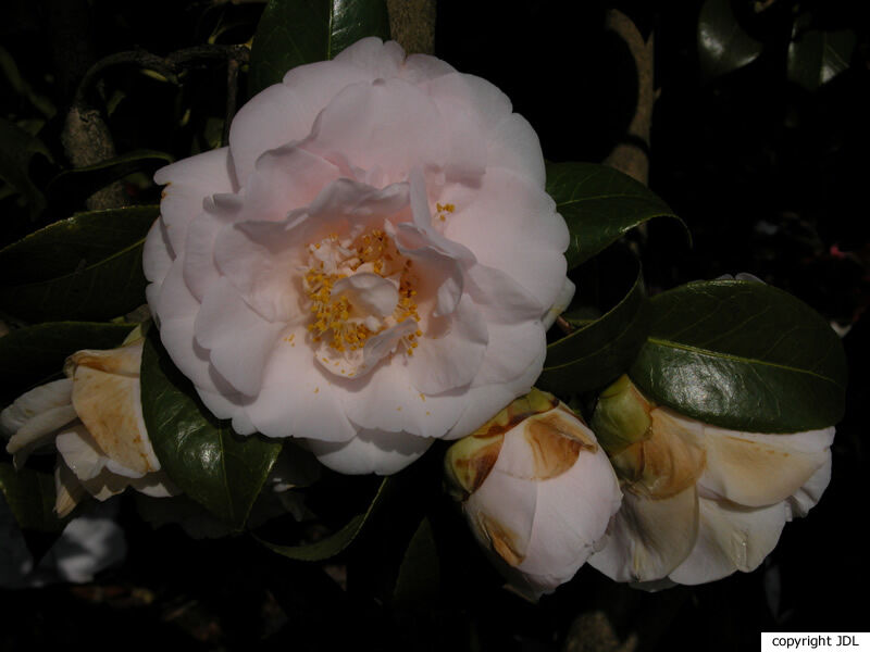 Camellia japonica L. 'Barbara Mary'