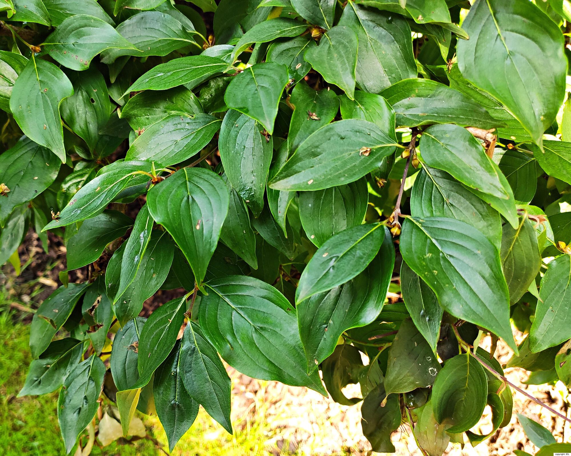Cornus mas L.