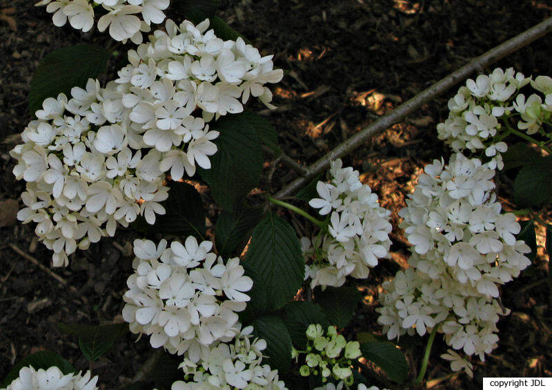 Viburnum plicatum Thunb. 'Newzam'