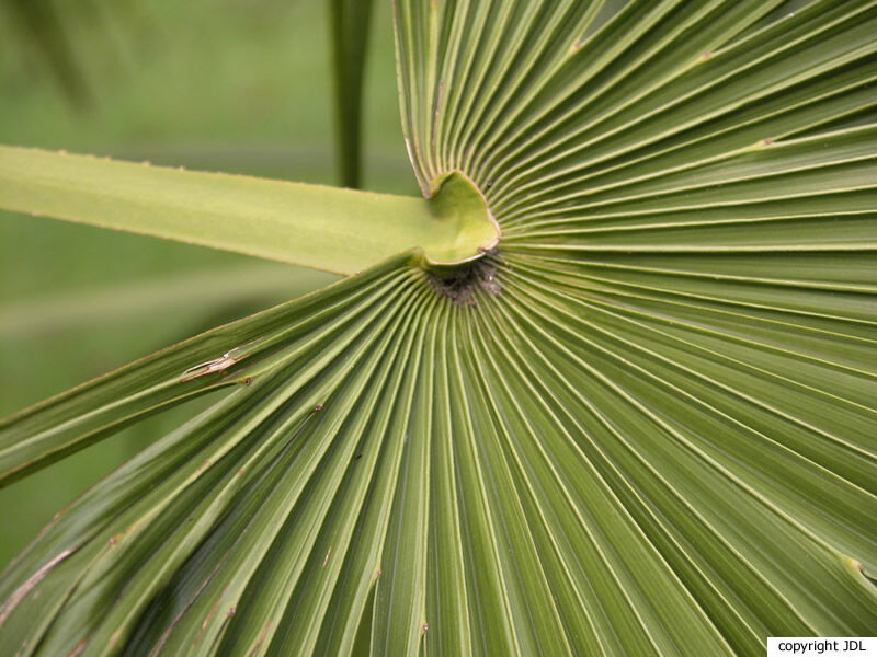 Trachycarpus fortunei (Hook.) H.Wendl.