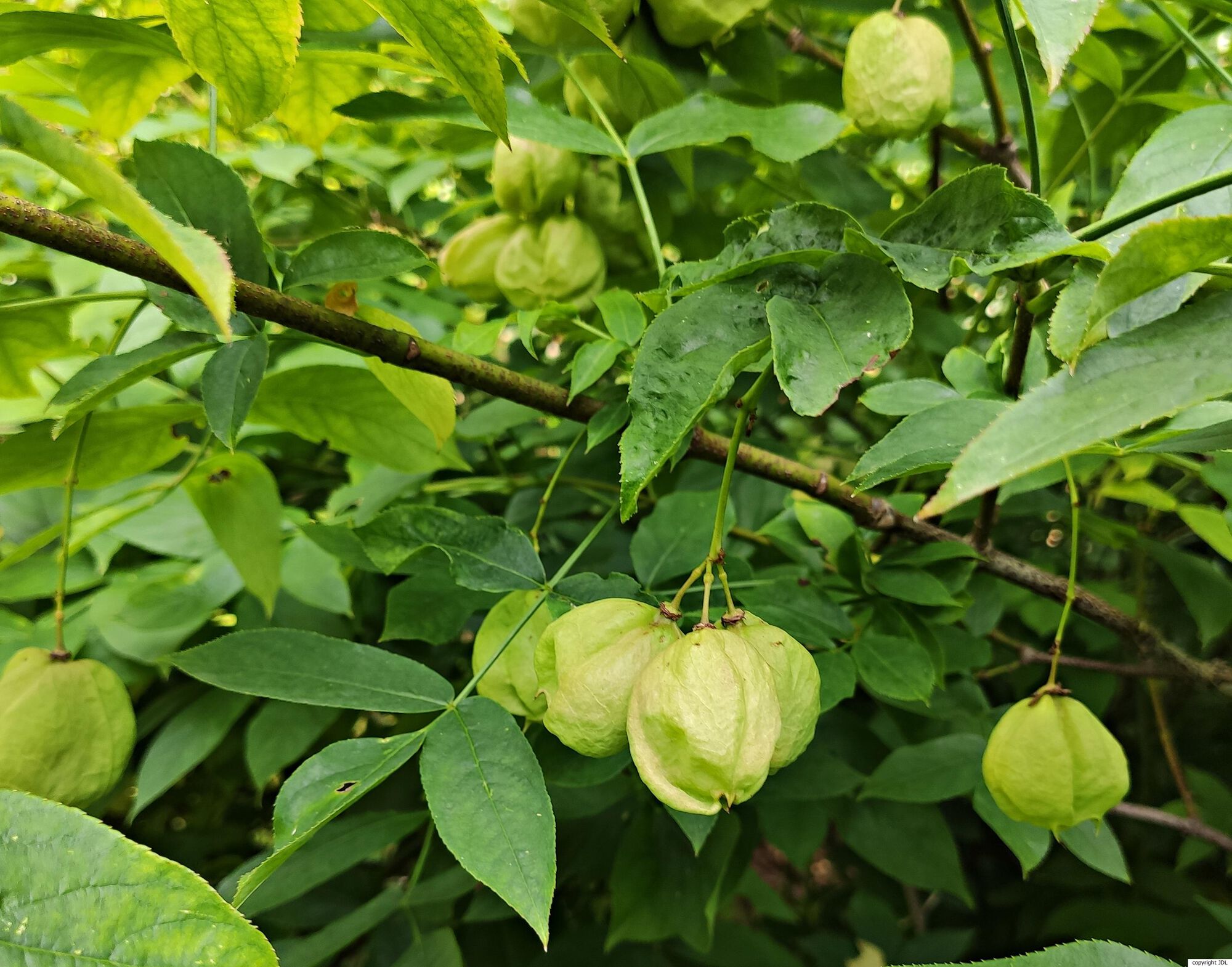 Staphylea colchica Stev.