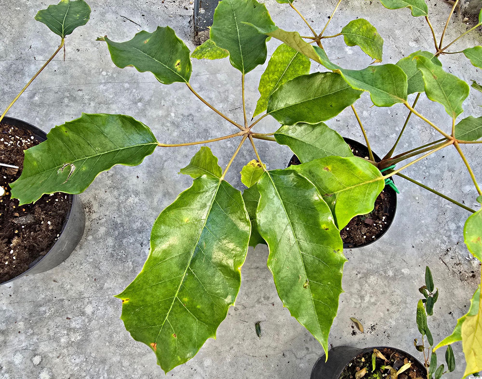 Heptapleurum delavayi Franch.