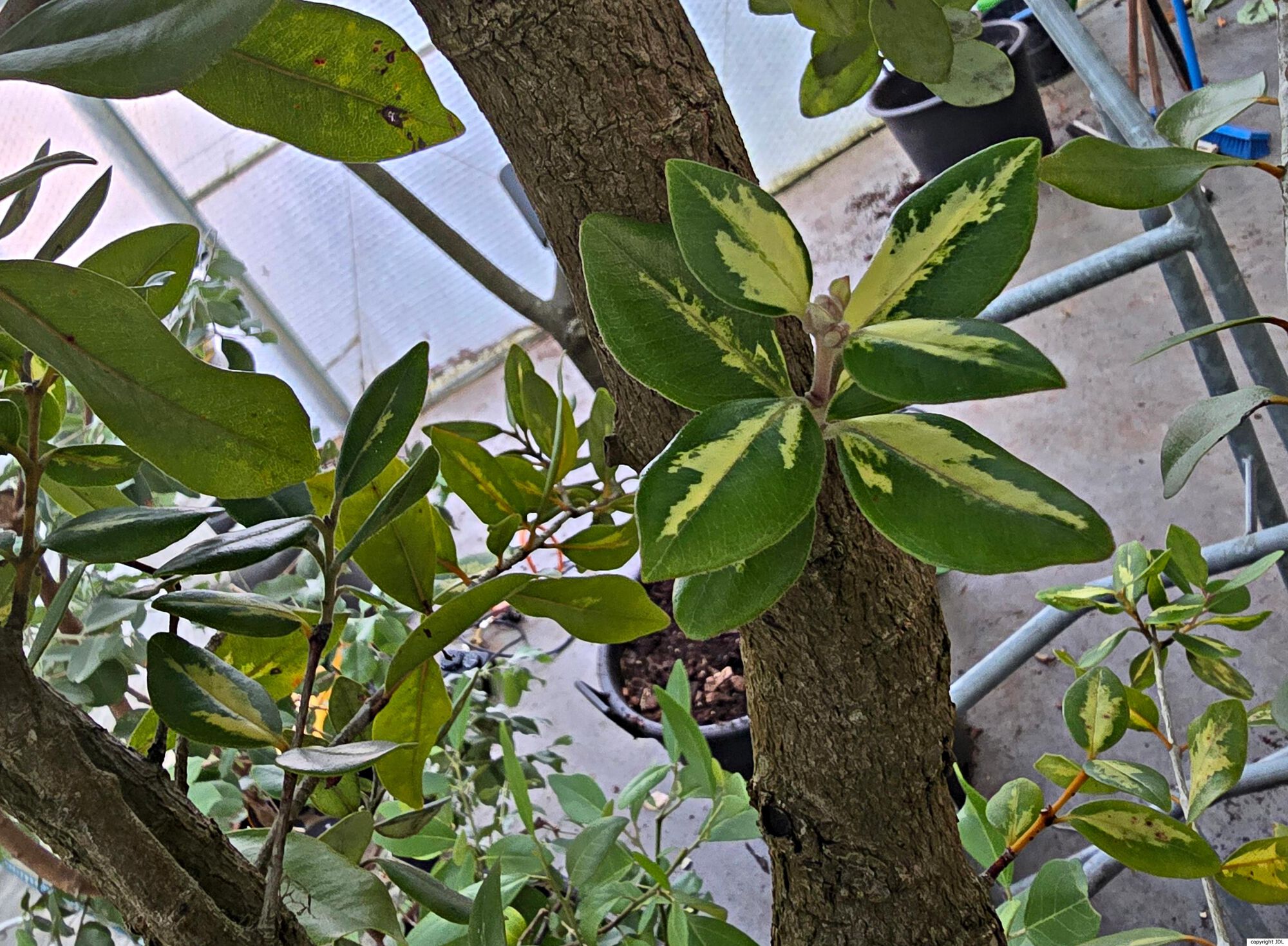 Metrosideros 'Variegata'