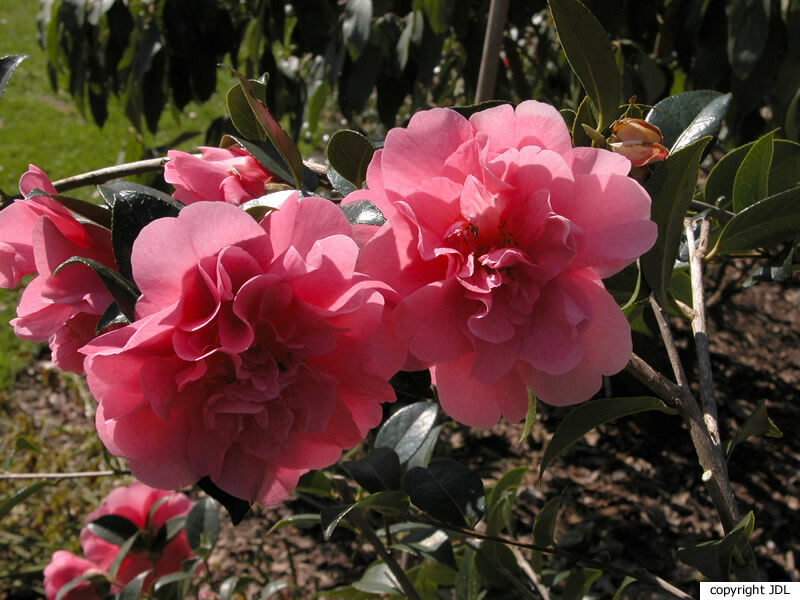 Camellia ×williamsii W.W.Sm. 'Elegant Beauty' (C.japonica × C.saluenensis)