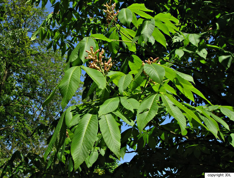 Aesculus sylvatica Bartram 'Georgiana'