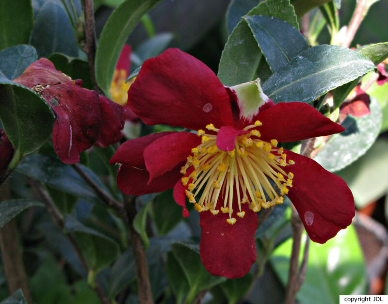 Camellia ×vernalis (Makino) Makino 'Yuletide' (C.japonica × C.sasanqua)