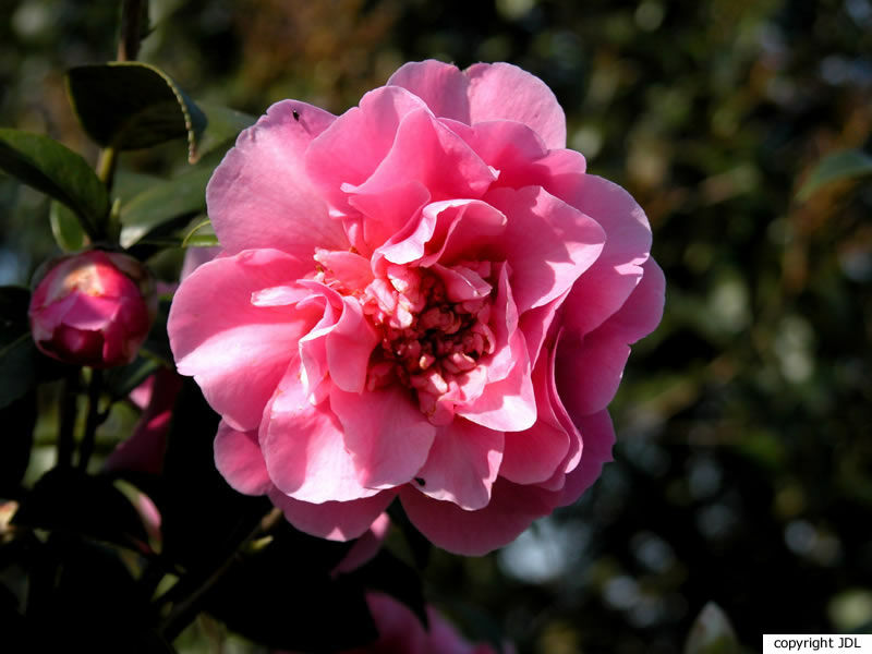 Camellia ×williamsii W.W.Sm. 'Debbie' (C.japonica × C.saluenensis)