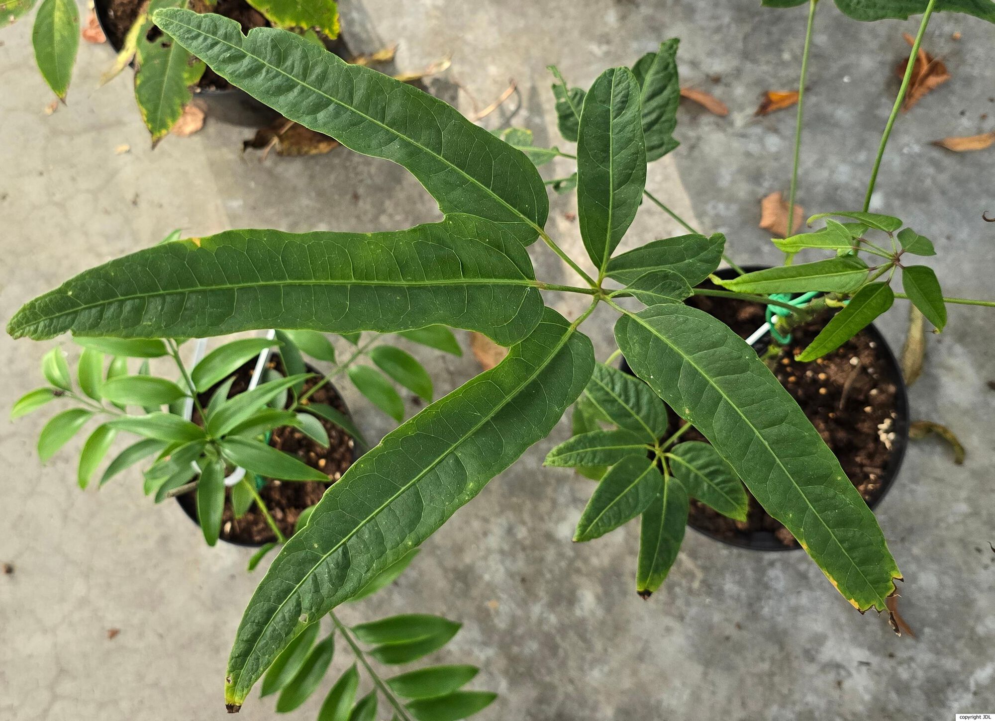 Brassaiopsis angustifolia K.M.Feng