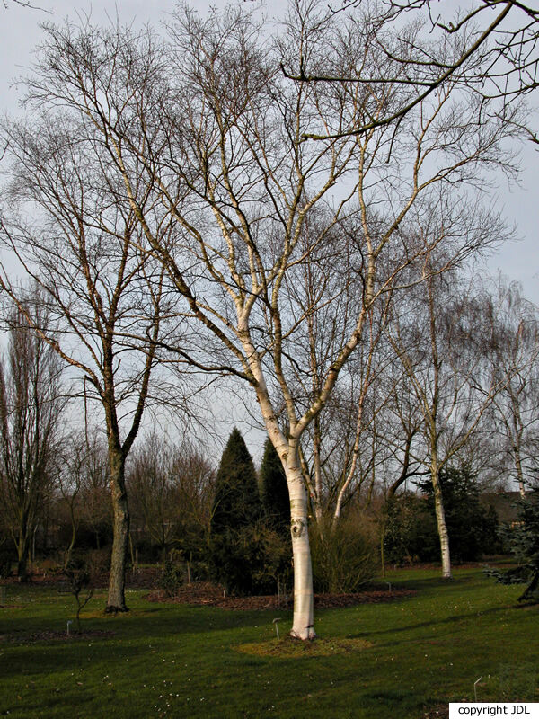 Betula ermanii Cham.