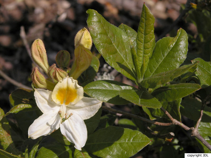 Rhododendron 'Ariel' (Harde Gentse)