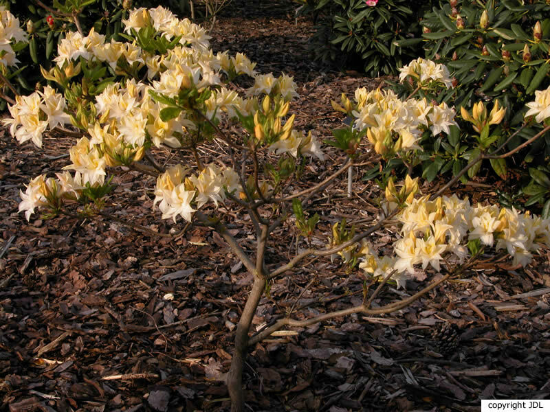 Rhododendron 'Mécène' (Harde Gentse/Rustica)