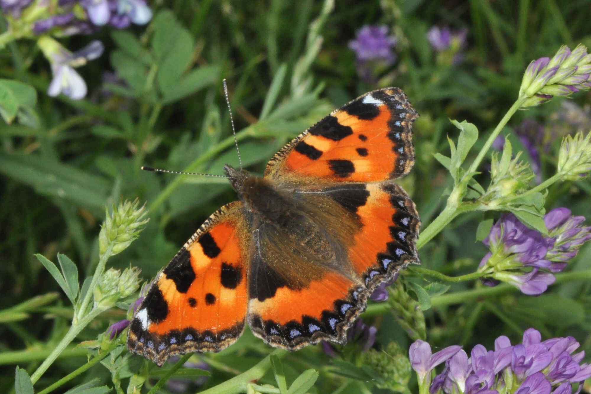 Aglais urticae (Linnaeus, 1758)