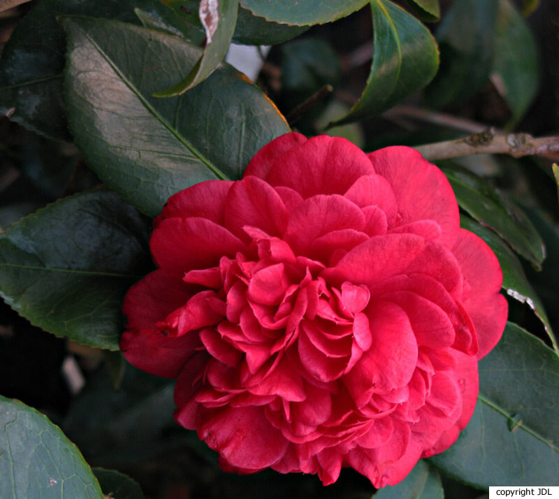 Camellia japonica L. 'Leonardo da Vinci'