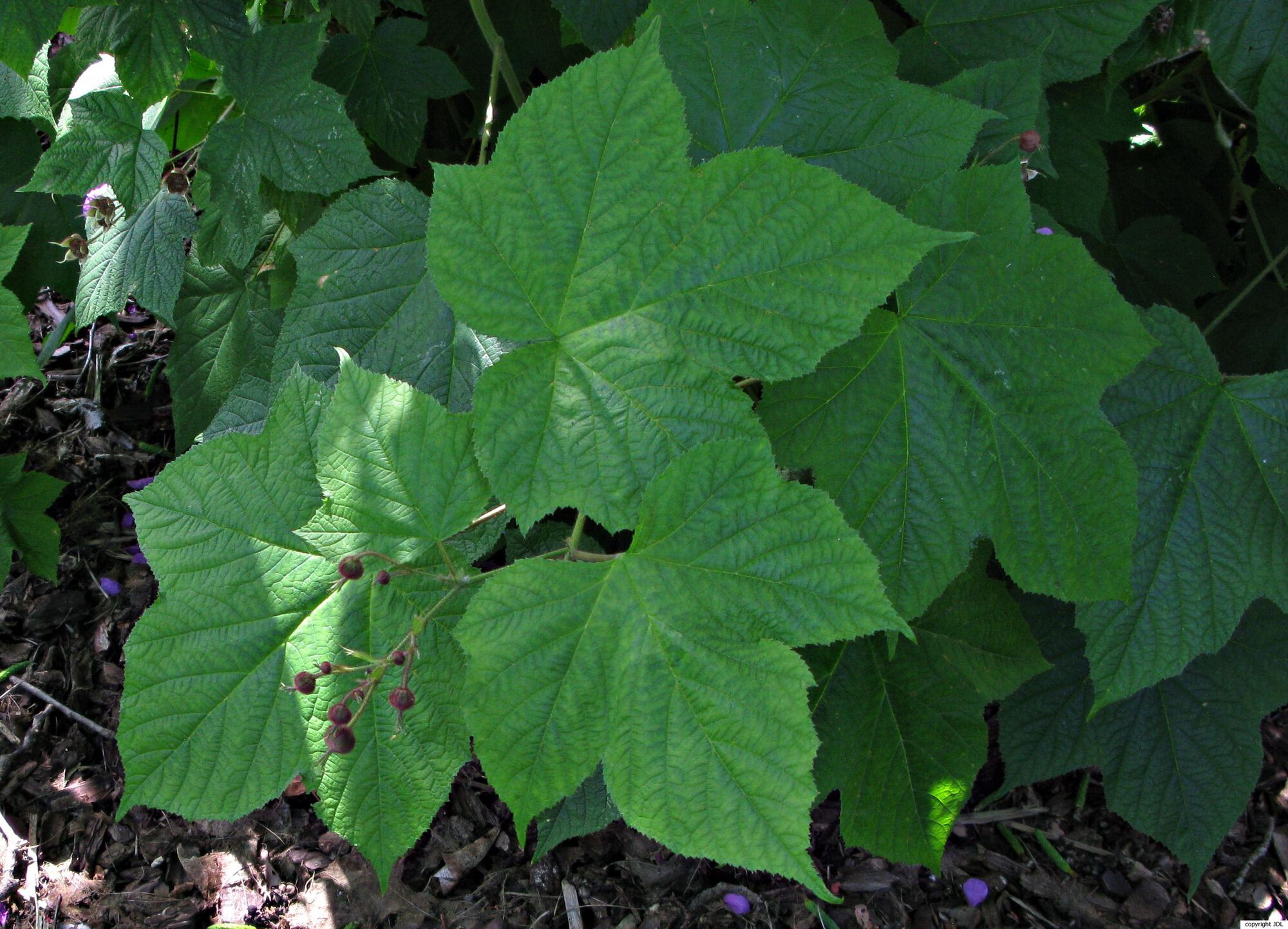 Rubus odoratus L.