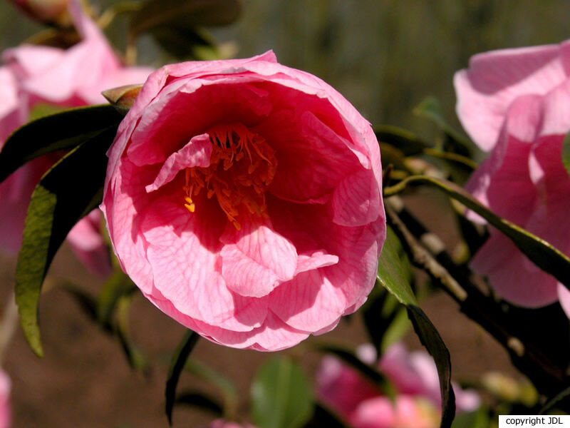 Camellia ×williamsii W.W.Sm. 'Donation' (C.japonica × C.saluenensis)