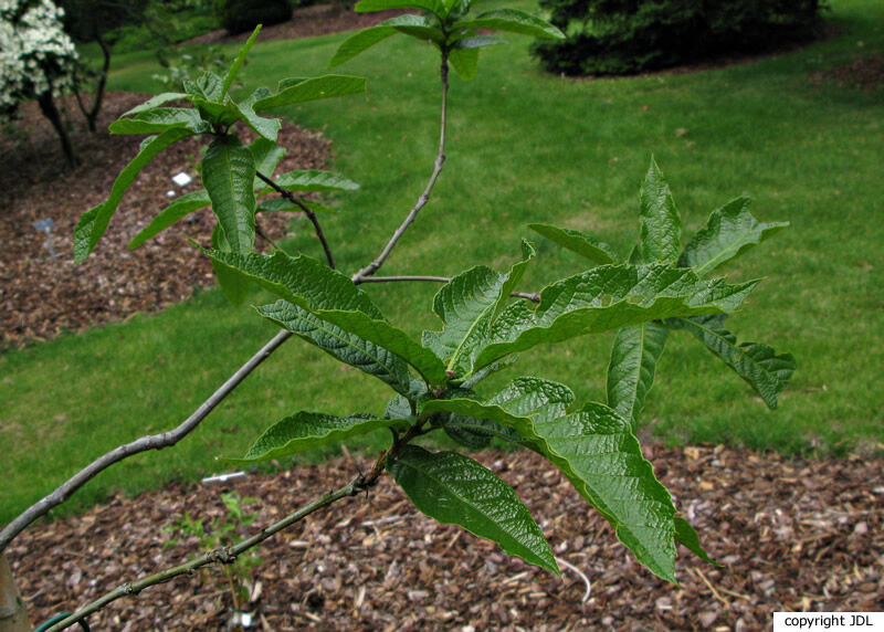 Quercus rysophylla Weath.