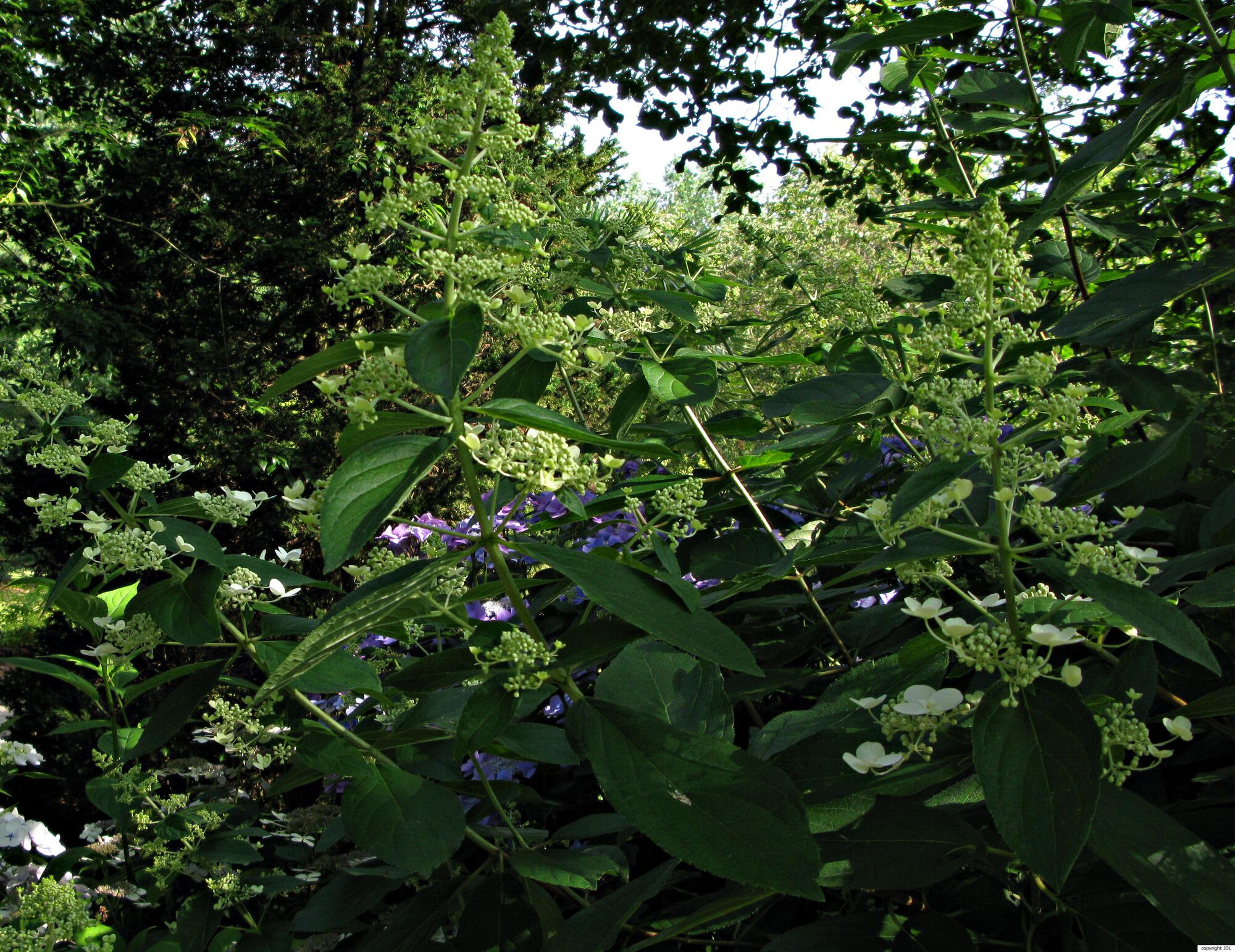 Hydrangea paniculata Siebold
