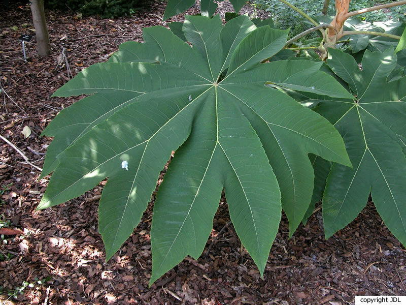 Tetrapanax papyrifer (Hook.) K.Koch